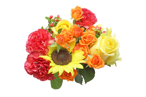 istock various kind of flowers in a white background 1015037904