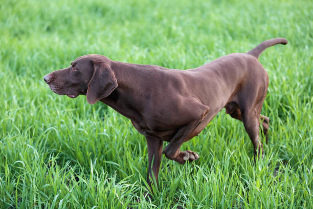 istock A muscular chocolate brown hound, German Shorthaired Pointer, a thoroughbred, stands among the fields in the grass in the point, sniffed the smell of a wild game. 1015038370