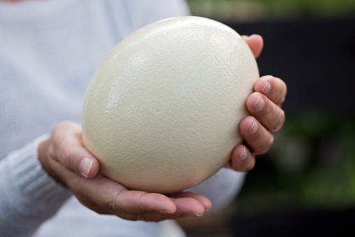 Large egg held in hands