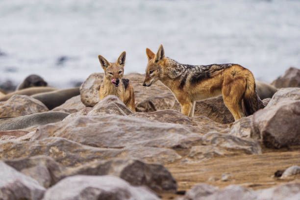 istock Jackals eating dead seals at Cape Cross, Namibia 1015042054