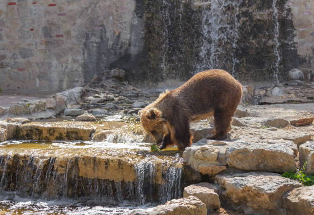 istock A brown bear plays near the water with a leaf of cabbage. 1015045730
