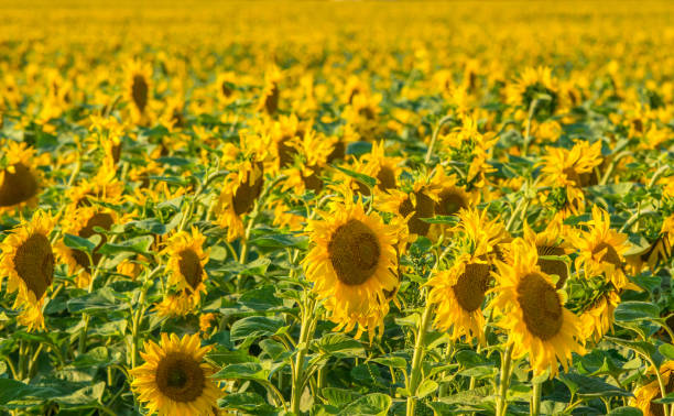 istock Yellow sunflower field background 1015052382