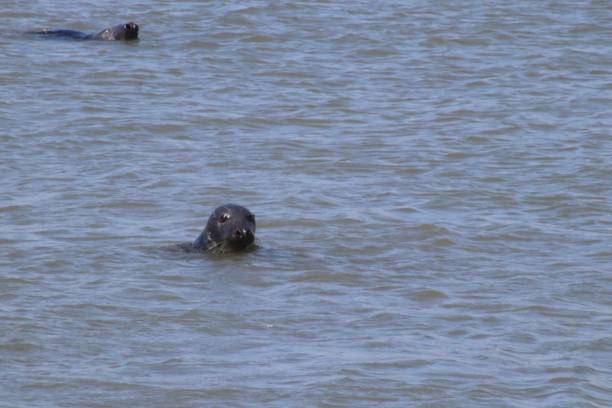 istock Seals swimming in sea 1015052396