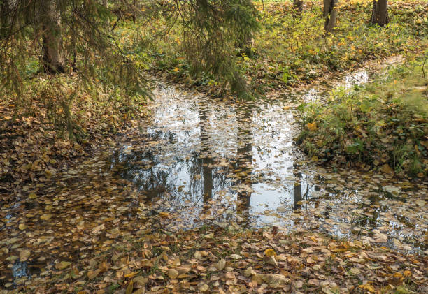 istock Small stream with floating leaves in the water 1015064526