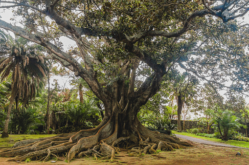Ficus macrophylla, comúnmente conocido como la higuera de Bahía Moreton australiano banyan es un árbol enorme con las raíces colgando photo