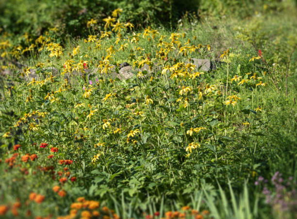 istock Blooming yellow flowers in a forest glade. Tilt shift effect. 1015072844