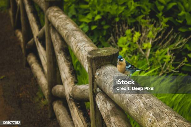 Beautiful Blue And Yellow Chaffinch From The Island Of S Miguel Azores Portugal 2 Stock Photo - Download Image Now