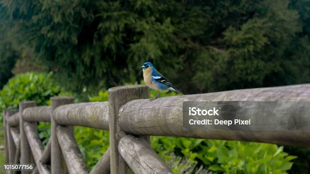 Beautiful Blue And Yellow Chaffinch From The Island Of Sao Miguel Azores Portugal Stock Photo - Download Image Now