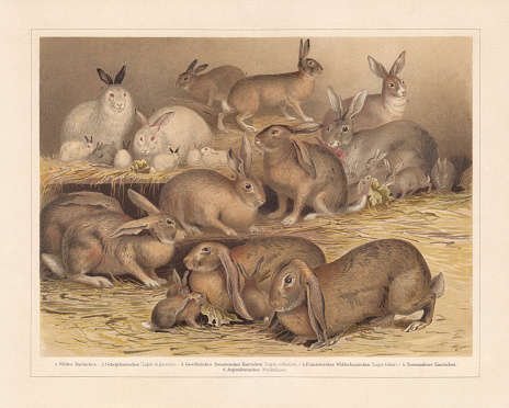 Breeds of domestic rabbits from the wild rabbit: 1 - 3) European rabbit (Oryctolagus cuniculus); 4) French long eared rabbit (Lapin bélier); 5) Normandy rabbit; 6) Angora rabbit. Chromolithograph, published in 1897.