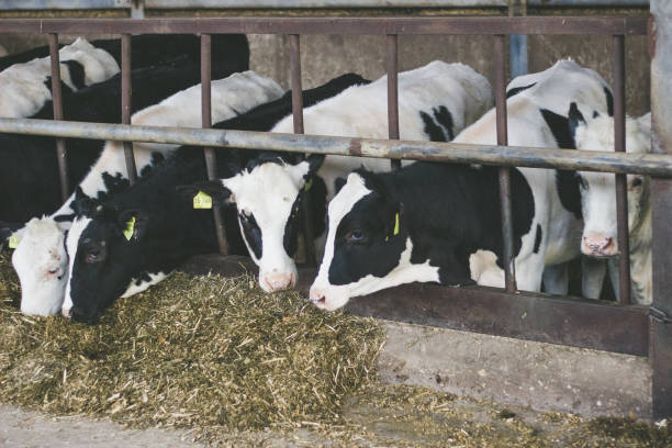 istock Cows in a farm. Dairy cows in a farm. 1015080082