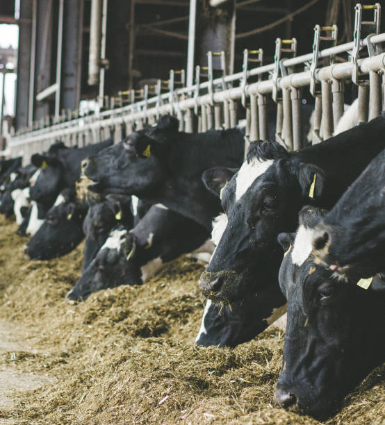 istock Cows in a farm. Dairy cows in a farm. 1015080148