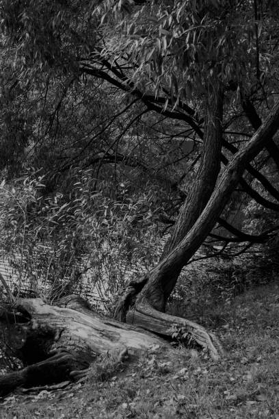 istock Trees bent to the surface of the pond. Black and white processing 1015085114