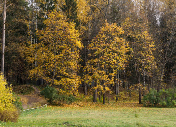 istock Autumn trees in the park 1015085194