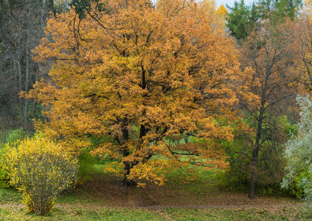 istock Tree with yellowing leaves in the park 1015085206