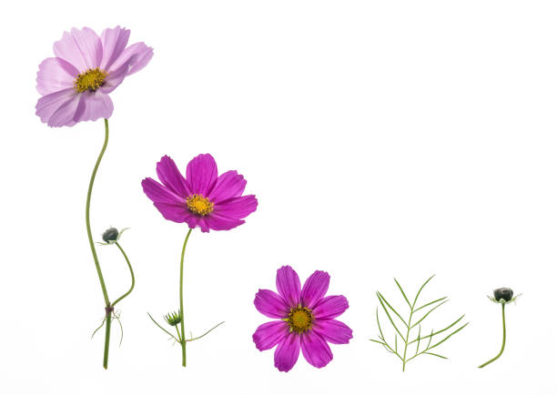 set di fiori cosmo rosa e viola isolati su sfondo bianco - cosmea foto e immagini stock