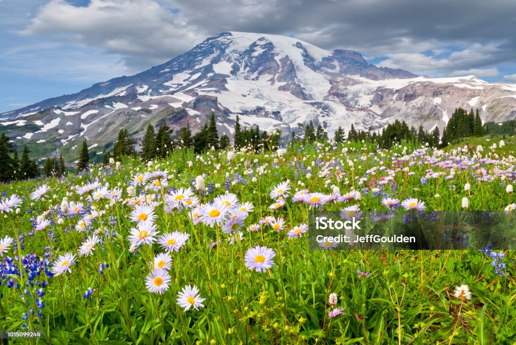 Mount Rainier and a Meadow of Aster Mount Rainier at 14,410' is the highest peak in the Cascade Range. This image was photographed from the beautiful Paradise Meadows at Mount Rainier National Park in Washington State. The image shows the meadow in full bloom with aster, lupine, bistort and other wildflowers. Flower Stock Photo