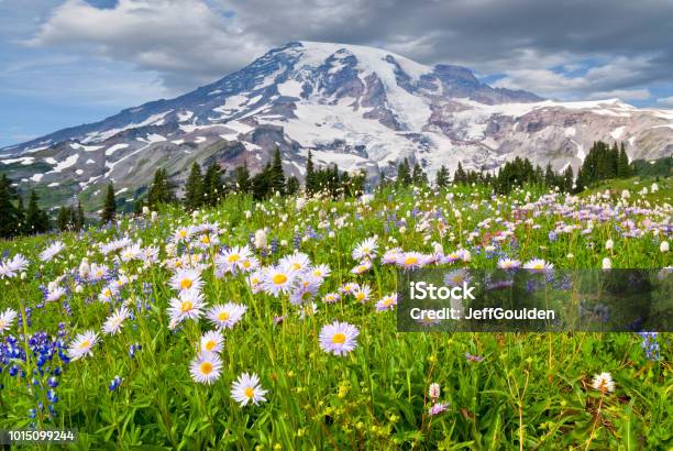 Mount Rainier And A Meadow Of Aster Stock Photo - Download Image Now - Flower, Mt Rainier National Park, Mountain