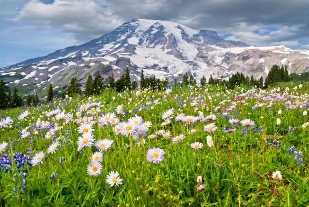 Mount Rainier at 14,410' is the highest peak in the Cascade Range. This image was photographed from the beautiful Paradise Meadows at Mount Rainier National Park in Washington State. The image shows the meadow in full bloom with aster, lupine, bistort and other wildflowers.