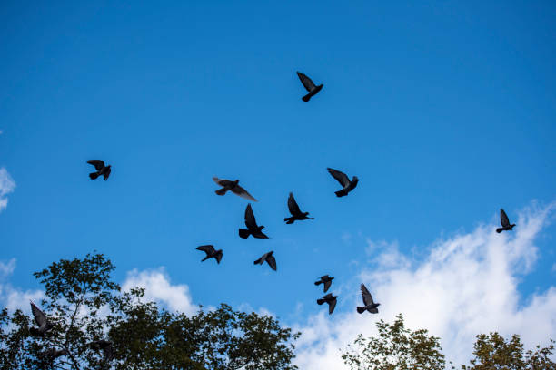 Pigeon in NYC blue sky