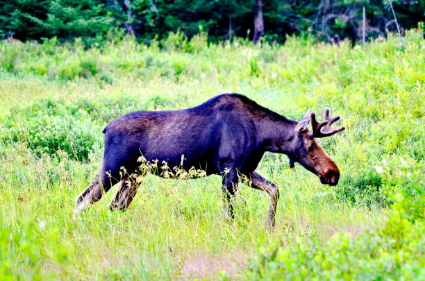 istock Bull Moose in meadow 1015099550