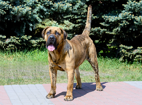 The Dogo Canario is in the city park.