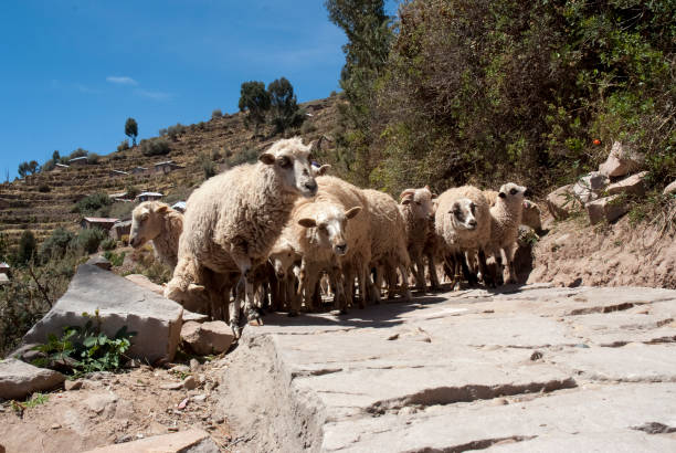 istock Sheep walking down a cliff at Taquile island on a sunny day. 1015106834