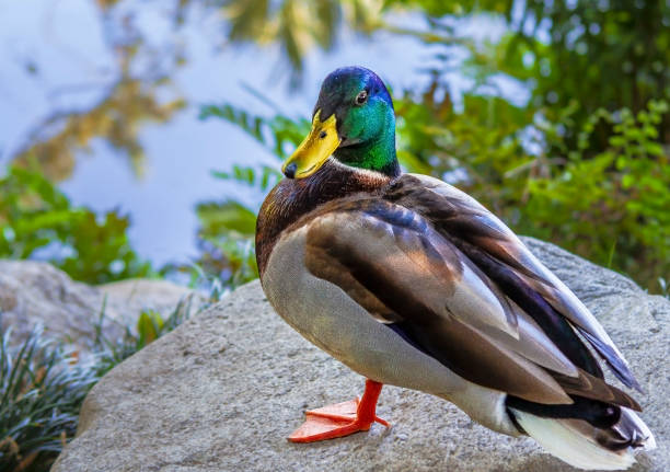 istock close-up of a duck basking in the sun 1015111480