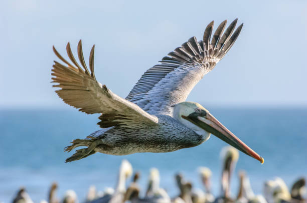 коричневый пеликан пролетел над стаей гнездования пеликанов - американский бурый пеликан стоковые фото и изображения