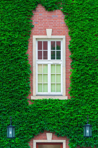 istock brick building wall, covered with thickets of vines, close-up window 1015120602