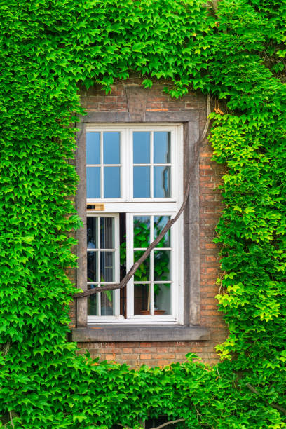 istock close-up of a dense vine on a brick wall around the window 1015120608