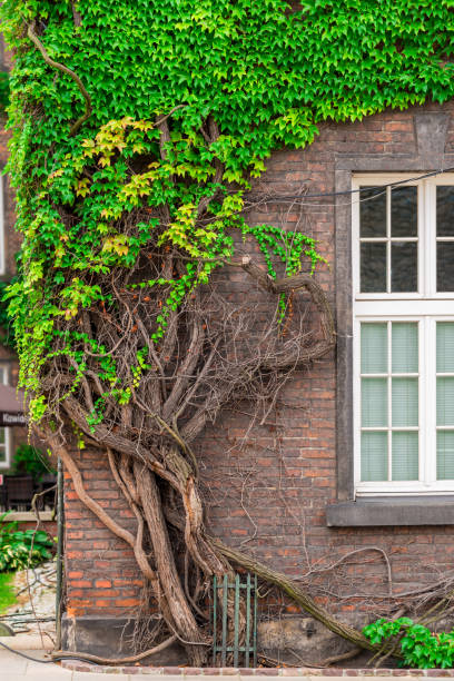 istock old thick vine wraps the brick building outside 1015120632