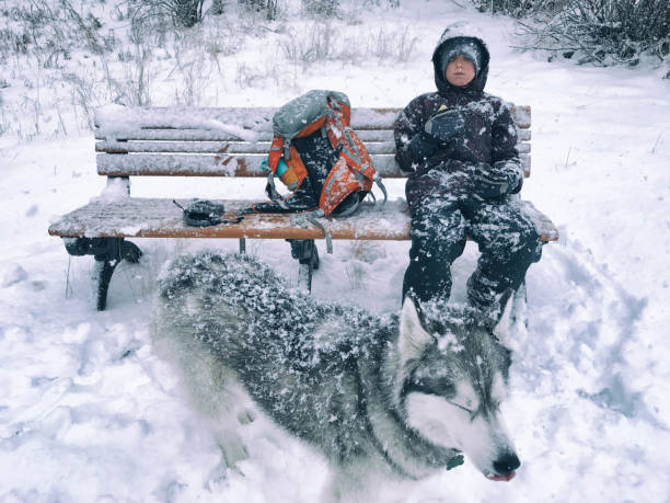 Boy and his Siberian Husky play in the snow on a snowy, winter day. Dog licks and kisses boys face.