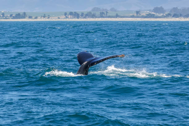 istock Humpback Whale with Tail Raised Above Ocean Surface 1015125198