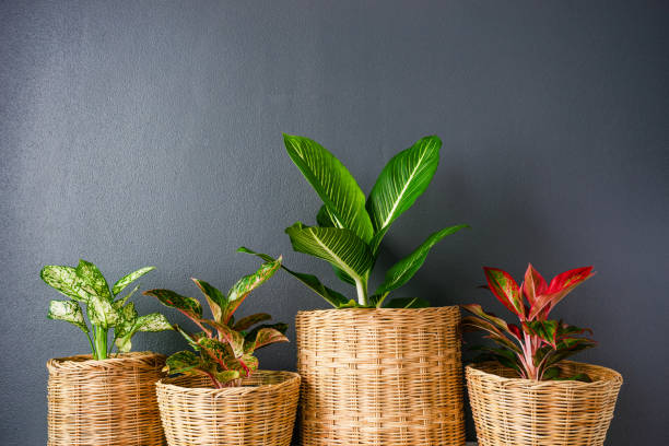 istock Aglaonema  or Chinese Erergreen in wicker baskets 1015125380