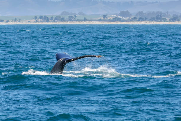 istock Humpback Whale with Tail Raised Above Ocean Surface 1015125474