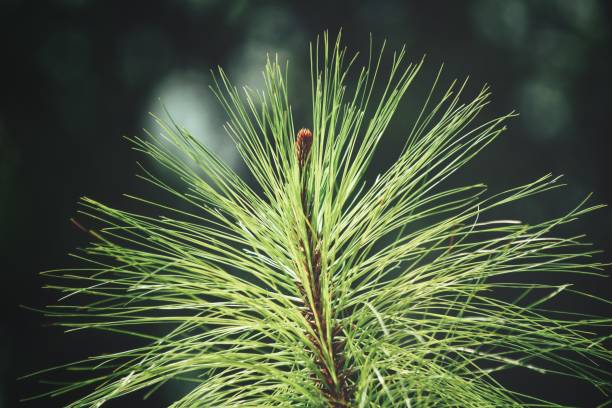 istock Close up of pine leavesac 1015131066