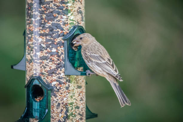 istock chipping sparrow in nature 1015131122