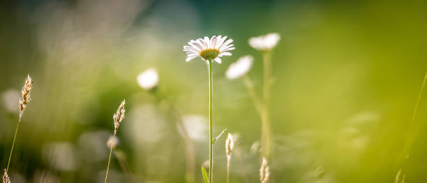 istock daisy flower bloom on a meadow in summer 1015136772