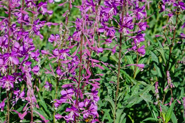 north cascades fireweed bees - north cascades national park mountain flower wildflower imagens e fotografias de stock