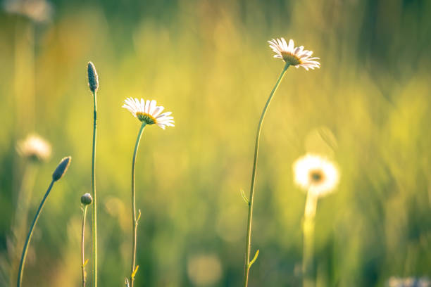 istock daisy flower bloom on a meadow in summer 1015140634