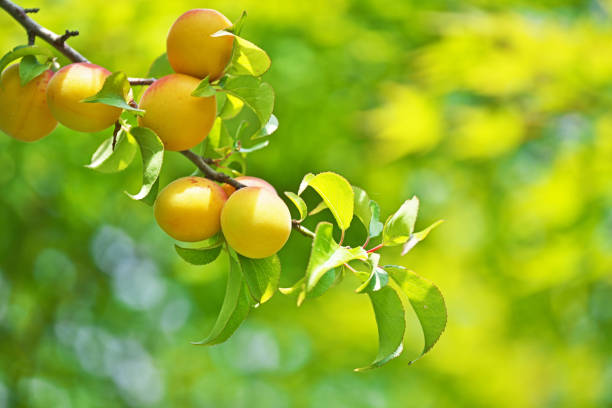 Fruit of the plum