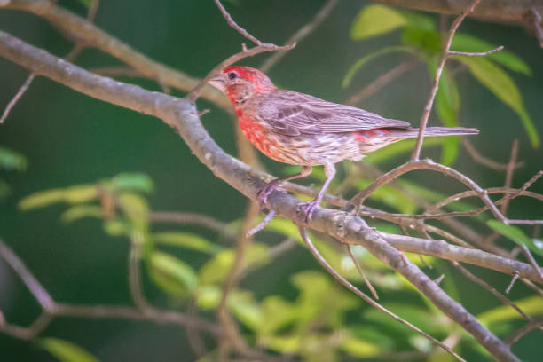istock cardinal bird in the wild in south carolina 1015143052