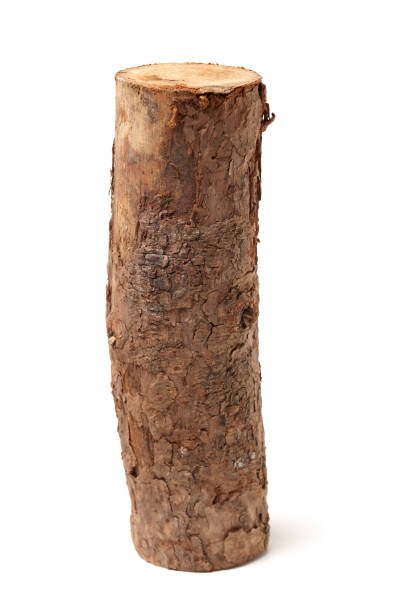 istock Wood log isolated on white background 1015143290