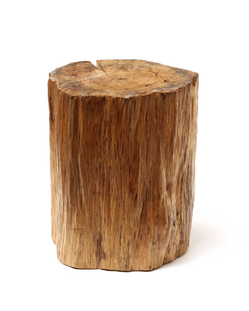 istock Wood log isolated on white background 1015143624