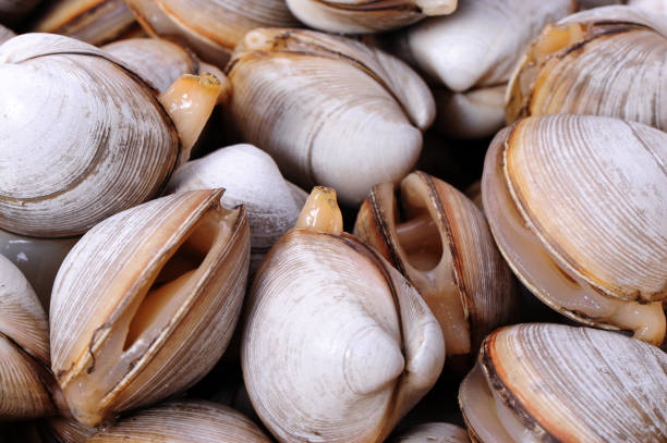 istock Clean raw clams ready to cook. 1015143902