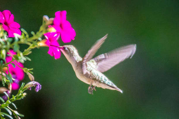 istock hummingbird found in wild nature on sunny day 1015146600