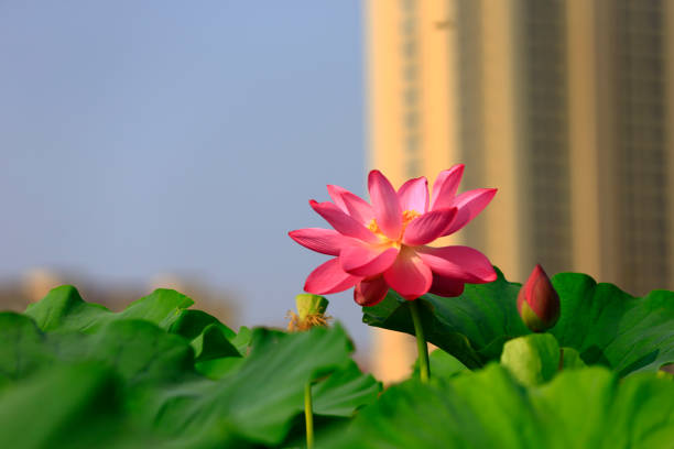 istock Blooming lotus flower, very beautiful 1015154336