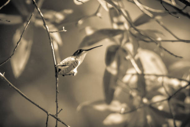 istock hummingbird found in wild nature on sunny day 1015154760