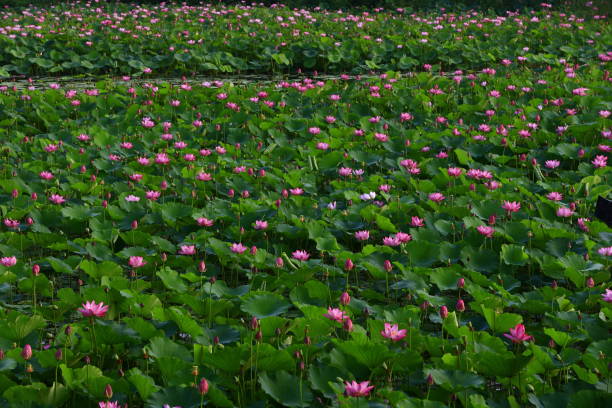 istock Blooming lotus flower, very beautiful 1015159836