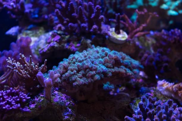 istock marine life and corals on reef 1015162708
